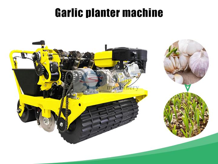 Garlic planter